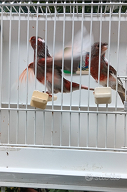 Canarino Arlecchino Portoghese