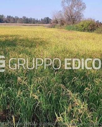 Terreno, Ozzero.