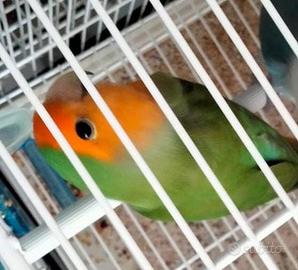 Pappagallo Inseparabile