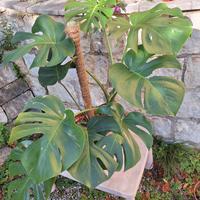 pianta di monstera deliciosa con sostegno 