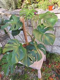 pianta di monstera deliciosa con sostegno 