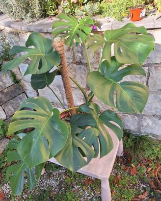 pianta di monstera deliciosa con sostegno 