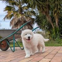 Pastore abruzzese maremmano