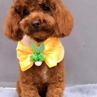 Cuccioli di barbone TOY BRAWIN cn pedigree ENCI