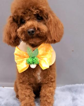 Cuccioli di barbone TOY BRAWIN cn pedigree ENCI