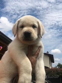 Cucciola Labrador Retriever femmina