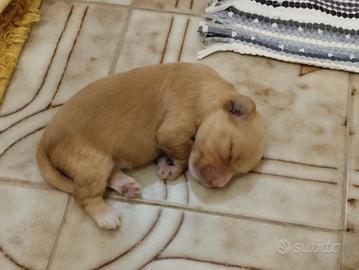 Maltipoo maschio