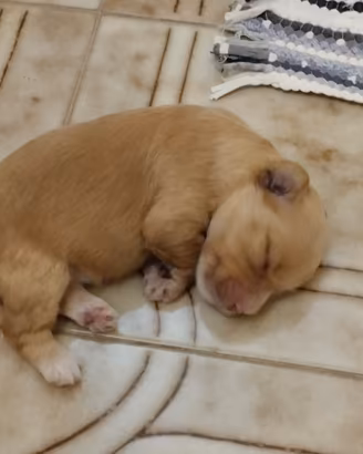 Maltipoo maschio