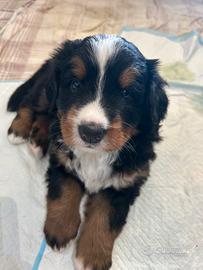Cucciola bovaro del bernese con pedigree