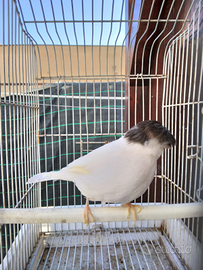 Canarino gloster corona maschio