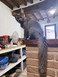 Cuccioli Maine Coon