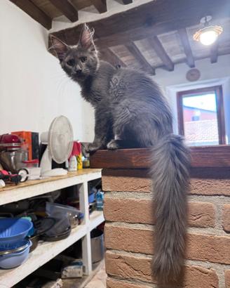 Cuccioli Maine Coon