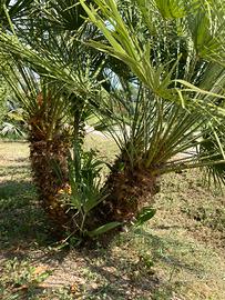 Palme humilis