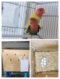 Inseparabili che Passione