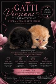 gatto persiano 