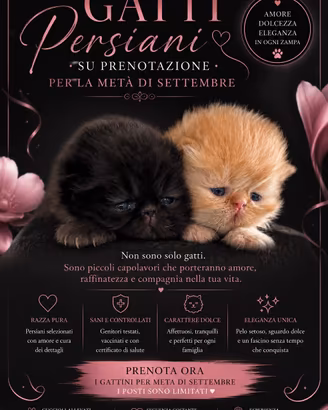 gatto persiano 