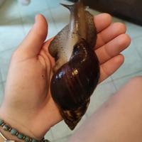 Chiocciole giganti africane