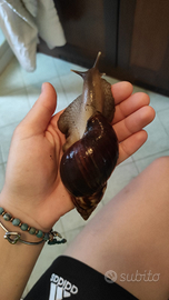 Chiocciole giganti africane