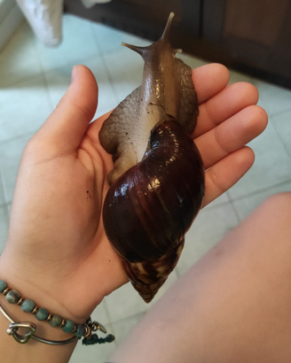 Chiocciole giganti africane