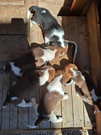 Cuccioli di beagle