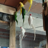 Parrocchetti dal collare