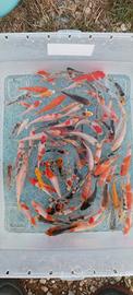 Lotto 130 piccole koi - 3/8 cm circa