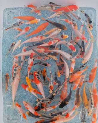 Lotto 130 piccole koi - 3/8 cm circa