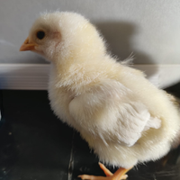 Pulcini Sussex Columbia