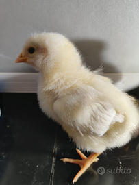 Pulcini Sussex Columbia