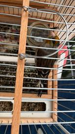 Incardellato di passata