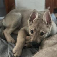 Cane lupo cecoslovacco