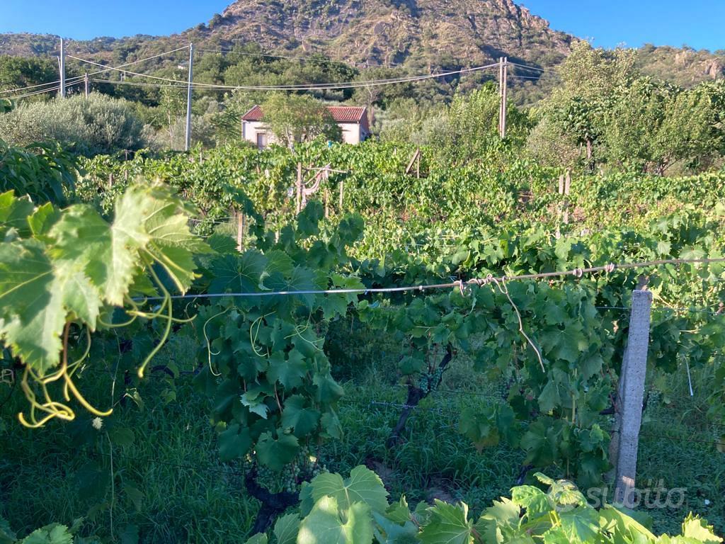 Terreno agricolo - Vista 4