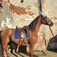 Cavallo castrone 9 anni bravissimo