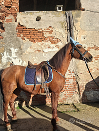Cavallo castrone 9 anni bravissimo