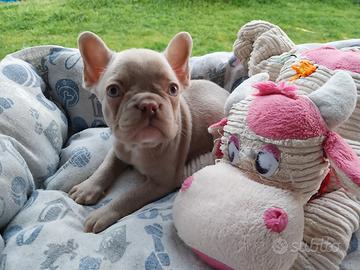 Cucciolo bulldog francese esotico