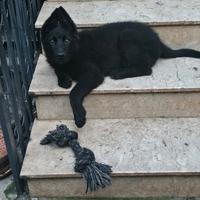 Pastore tedesco Nero