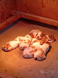 Cuccioli di epagneul breton