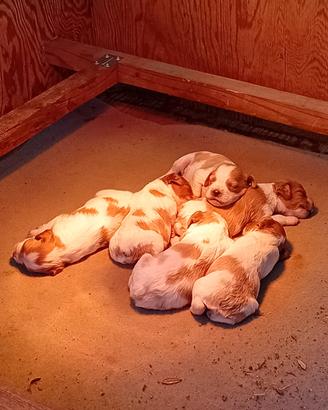 Cuccioli di epagneul breton