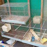 voliera e gabbia canarini