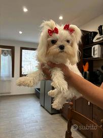 Maltesi mini toy
