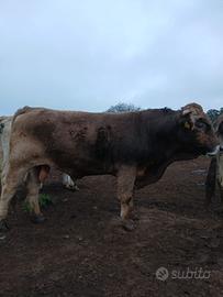 Toro bruno sardo