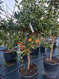 piante di agrumi  vari