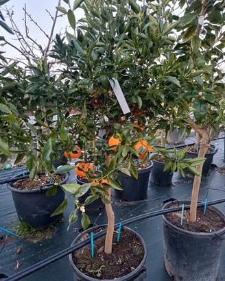 piante di agrumi  vari