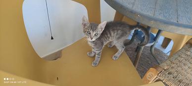 Gattini