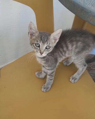 Gattini