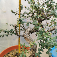 Bonsai quercia da sughero