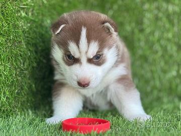Husky