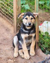 Cucciolo abbandonato salvato dalla strada