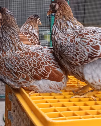 Galline ornamentali 