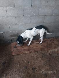 Cane da caccia
